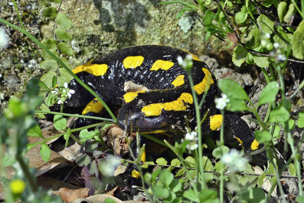 Ein Feuersalamander zwischen Pflanzen