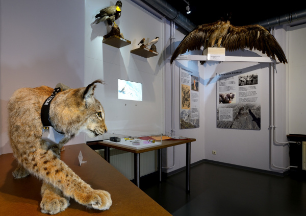 Namu_Ausstellungsraum_Luchs