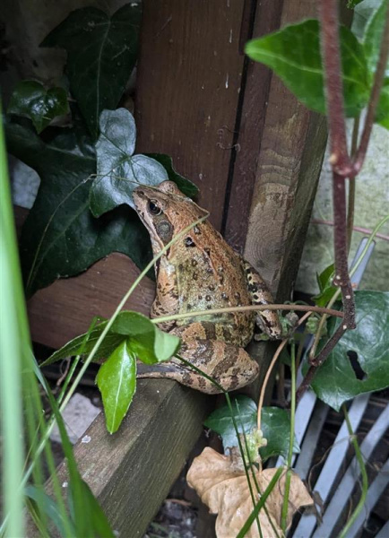 Frosch am Ufer