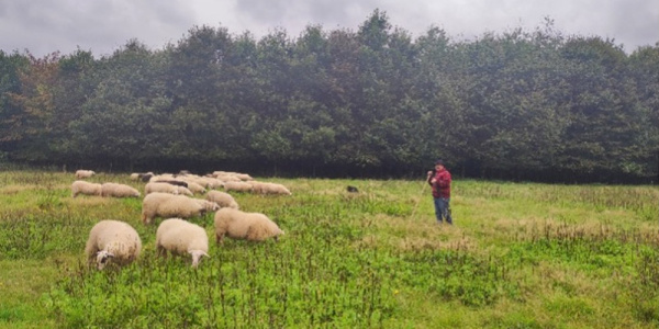Schäfer auf Wiese mit Schafe
