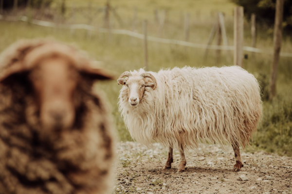 Schafe auf einer Wiese