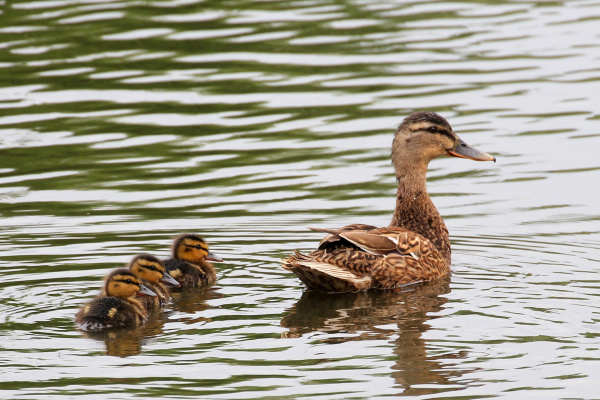Stockente mit Nachwuchs