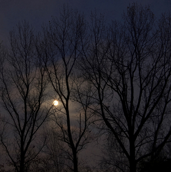 Mond hinter kahlen Bäumen