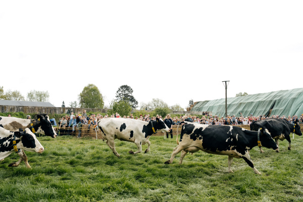 Kühe springen auf der Weide beim Weideaustrieb