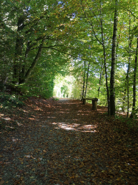 Wald